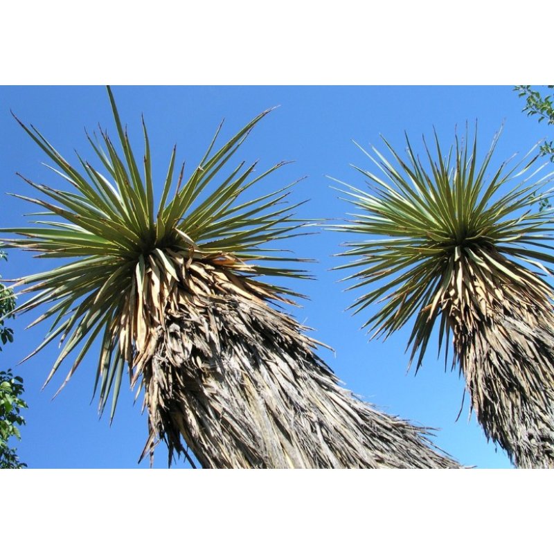 Yuca de Thompson (Yucca thompsoniana) 10 semillas