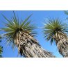 Yucca thompsoniana (Thompsonova Juka) 10 Samen