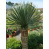 Juka Thompsoniana (Yucca thompsoniana) 10 nasion