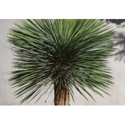 Yucca rostrata (Yucca rostrata) 5 Samen
