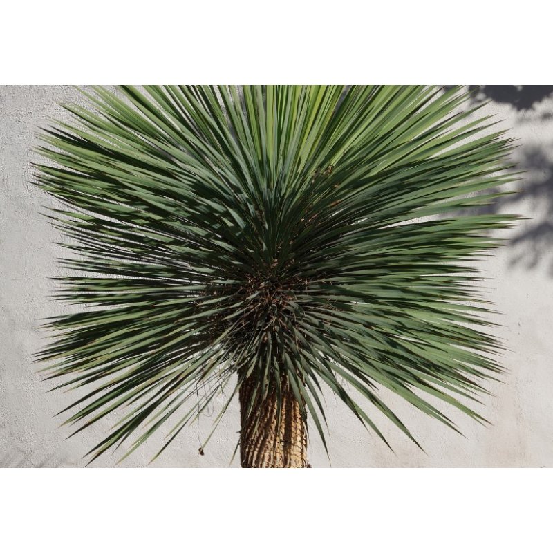 Yucca rostrata (Yucca rostrata) 5 zaden