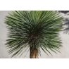 Yucca rostrata (Yucca rostrata) 5 semillas