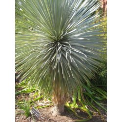 Yucca rostrata (Yucca rostrata) 5 semi
