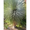 Yucca rostrata (Yucca rostrata) 5 semi