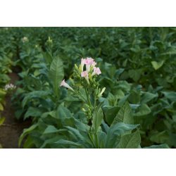 Tabaco virgínico (Nicotiana tabacum) aprox. 20 semillas