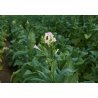 Tabaco virgínico (Nicotiana tabacum) aprox. 20 semillas