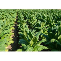 Virginia tobacco (Nicotiana tabacum) approx. 20 seeds