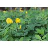 Arahidă (Arachis hypogaea) 2 semințe