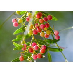 Árbol de la pimienta (Schinus molle) 6 semillas