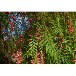 Pfefferbaum (Schinus molle) 6 Samen