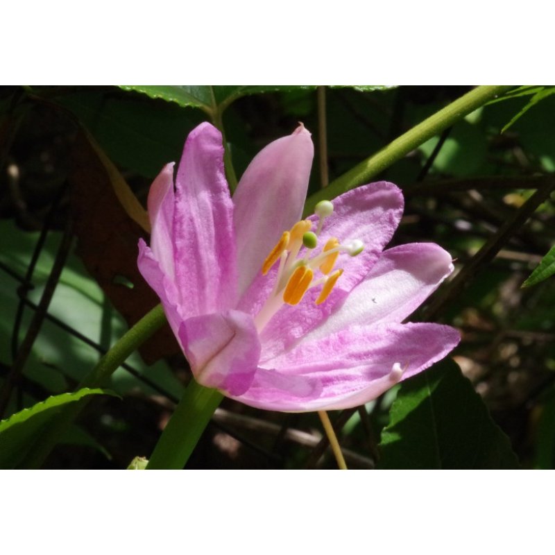 Bananen-Passionsblume (Passiflora mollissima) 5 Samen