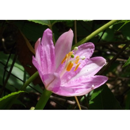 Passiebloem banaan (Passiflora mollissima) 5 zaden