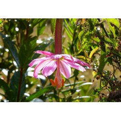 Passiflora mollissima (Frutto della passione di banana) 5 semi