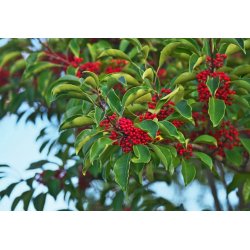 Cezmína paraguajská (Ilex paraguariensis) 10 semien
