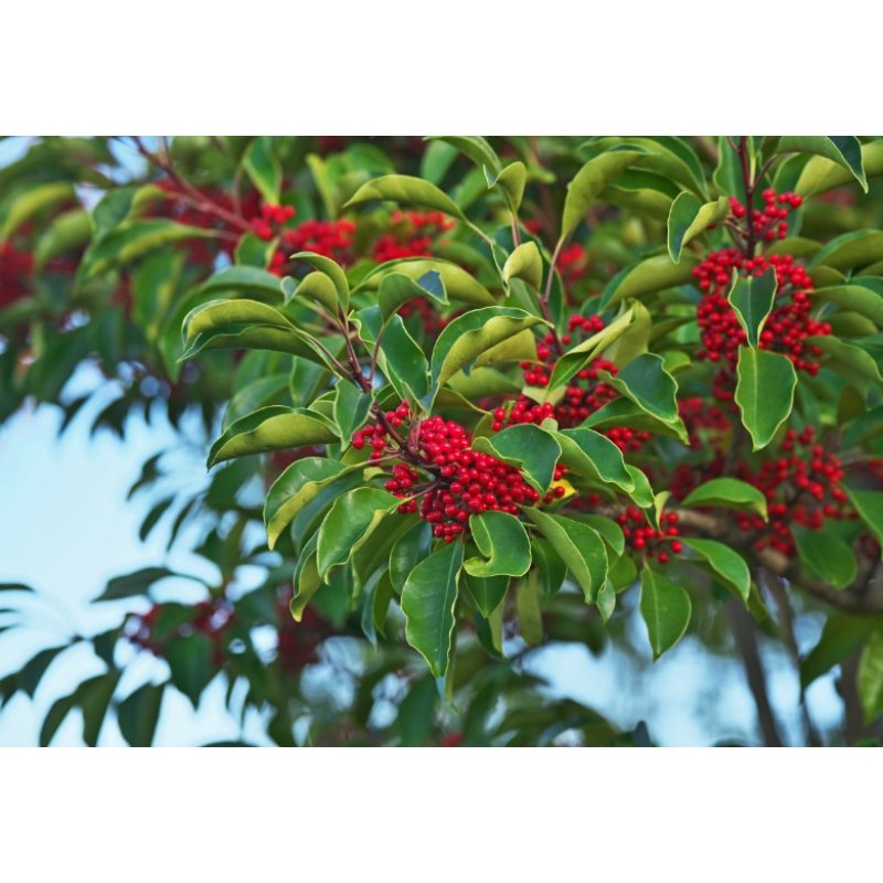 Paragvajska maté (Ilex paraguariensis) 10 sjemenki