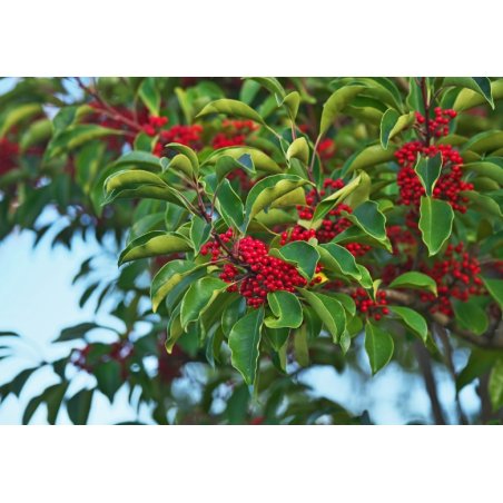 Yerba mate paraguaya (Ilex paraguariensis) 10 semillas