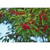 Ilex paraguayan (Ilex paraguariensis) 10 semințe