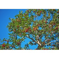 Agrifoglio paraguaiano (Ilex paraguariensis) 10 semi