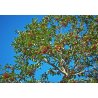 Paraguayaanse hulst (Ilex paraguariensis) 10 zaden