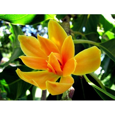Magnolia champacea (Magnolia champaca) 6 semințe