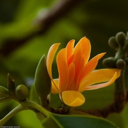 Magnolia champacea (Magnolia champaca) 6 nasion