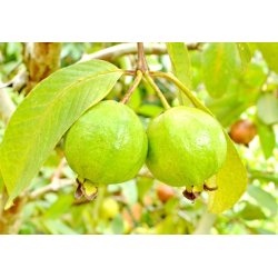Kvajáva (Psidium guajava) 10 semen