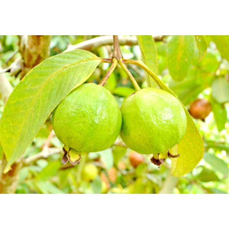 Guayaba (Psidium guajava) 10 semillas