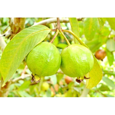 Guava (Psidium guajava) 10 semi