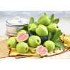Guava (Psidium guajava) 10 semințe