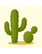 Kaktusy a ich semená – saguaro, astrophytum, pitahaya