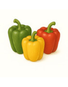 Paprika-Samen für den Anbau im Garten und Gewächshaus
