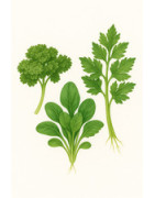 Leafy Vegetables: Less Common Varieties