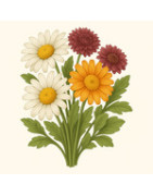 Andere Einjahrsblumen