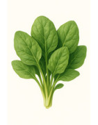 Épinard