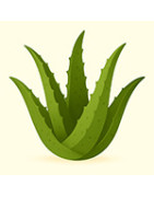 Aloe-Samen – Ziersukkulenten zum Anbauen zu Hause
