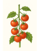 Tomates de caña