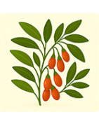Goji (Buisson chinois) – graines de fruit exotique