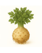 Celery seeds for easy growing and abundant harvest | Pěstík.cz