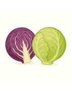 Weißkohl