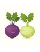 Kohlrabi