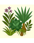 Sukkulenten – Samen pflegeleichter exotischer Pflanzen
