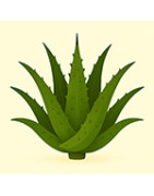Agave – eksoottiset mesiäiset sisustukseen ja kasvihuoneeseen