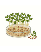 Germogli e microgreens