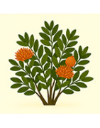 Exotiska buskar
