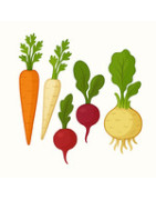 Graines de légumes racines