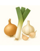Graines de légumes à bulbes