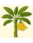 Bananin iz sjemena – egzotična biljka za vaš dom